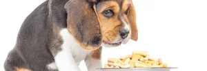 Hat der Hund auf einmal keinen Appetit mehr, kann das auf Trauer hinweisen.