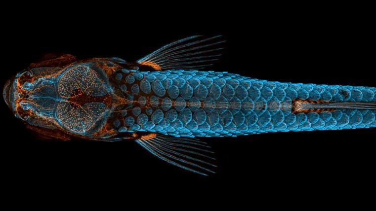61227ad392b64a2ebc63c5dcf74ebbd9295c9508 Nikon Small World 2020
