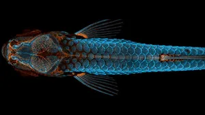 1. Platz: der durchleuchtete Zebrafisch holt sich den Sieg.