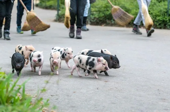 6c3e194bad80b9e129a466d3e8efaba333743c59 01-minipigs.jpg