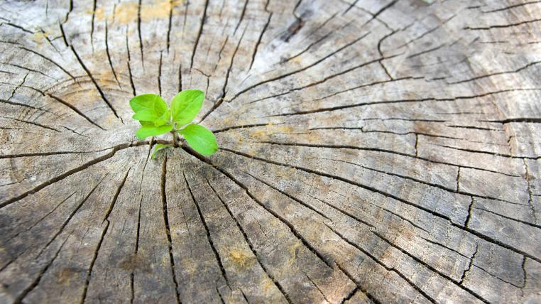Kleiner Baum auf Holz