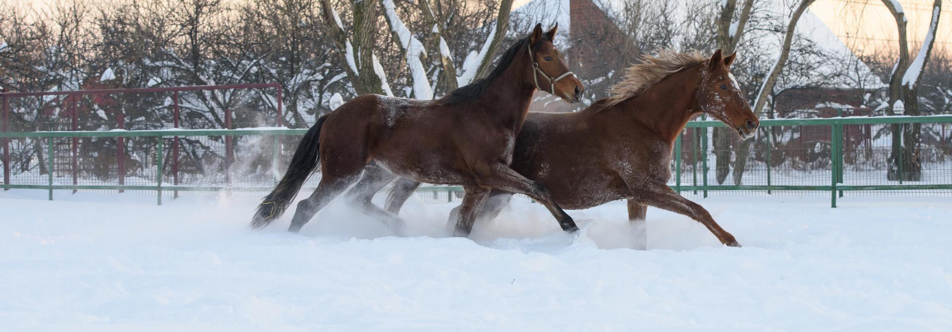 Zwei Pferde traben durch den Schnee