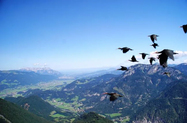 a4e41f4c77242f5e247f509a17821b9392f2431e 2Birds-flying-in-formation-in-the-Alps-C-Esterer.jpg
