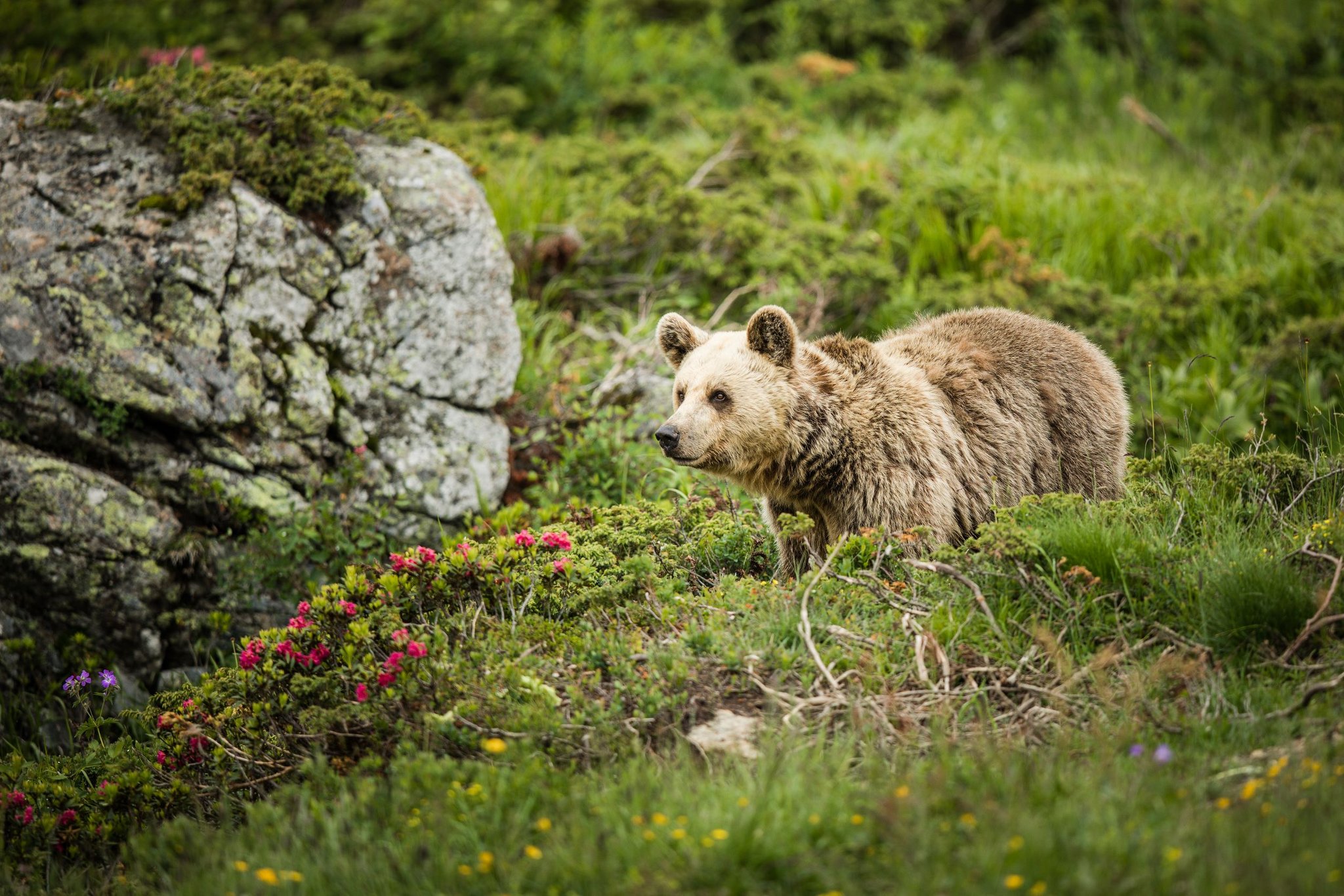Bärengeschwister ziehen ins Bärenland Arosa