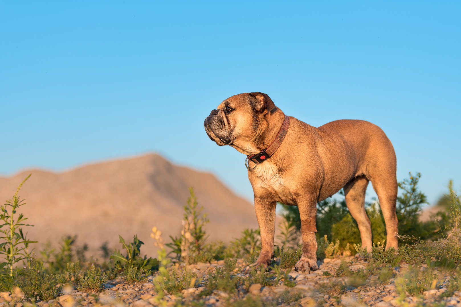Continental Bulldog: Die junge Schweizer Hunderasse