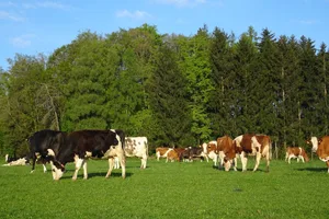 Holsteiner-Kühe bringen eine gute Milchleistung und sind im Schweizer Mittelland sehr verbreitet.