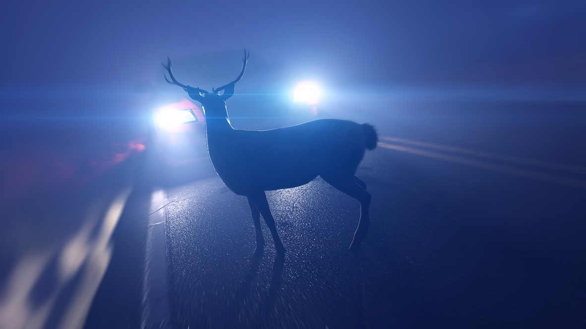 Haus- oder Wildtier angefahren? So verhält man sich richtig