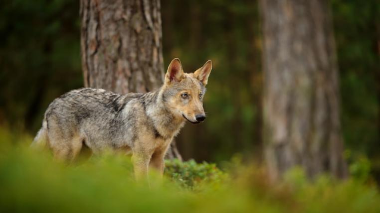 Wolf im Wald