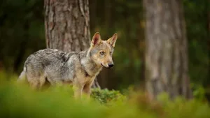 Der Schutz von Wolf, Luchs und Biber wird gelockert.