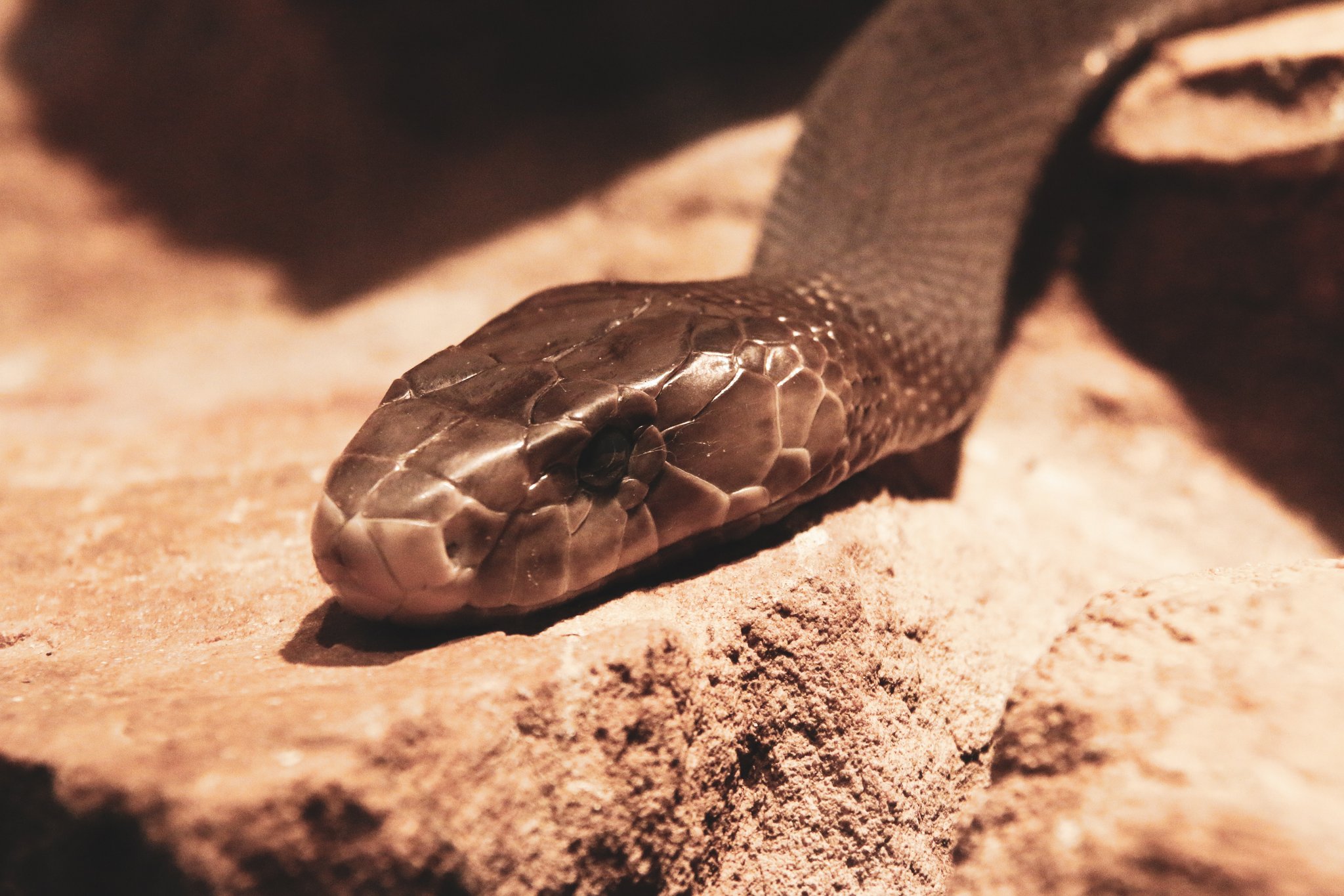 Giftige Mamba
