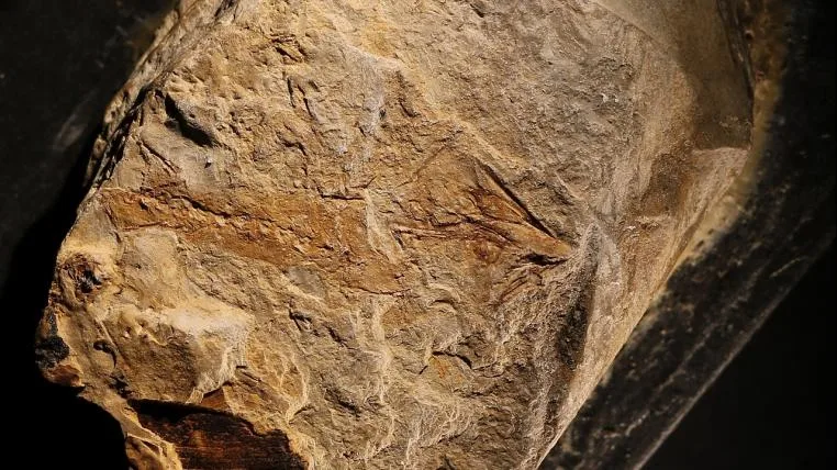 0327fb530510f95e77d54a5f4c4842309610b706 Ein Fossil des ältesten Salamanders Triassurus sixtelae.