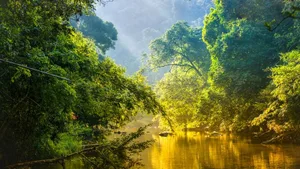 Eine gerechtere Welt hilft auch dem Regenwald, glaubt ein Berner Forscher.