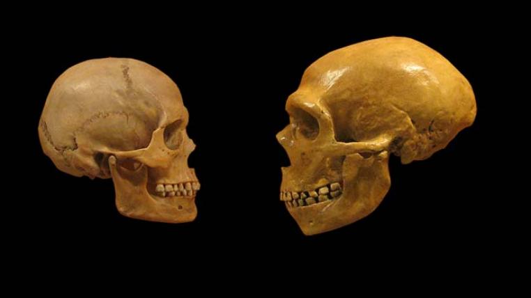 Neandertaler Mensch Schädel