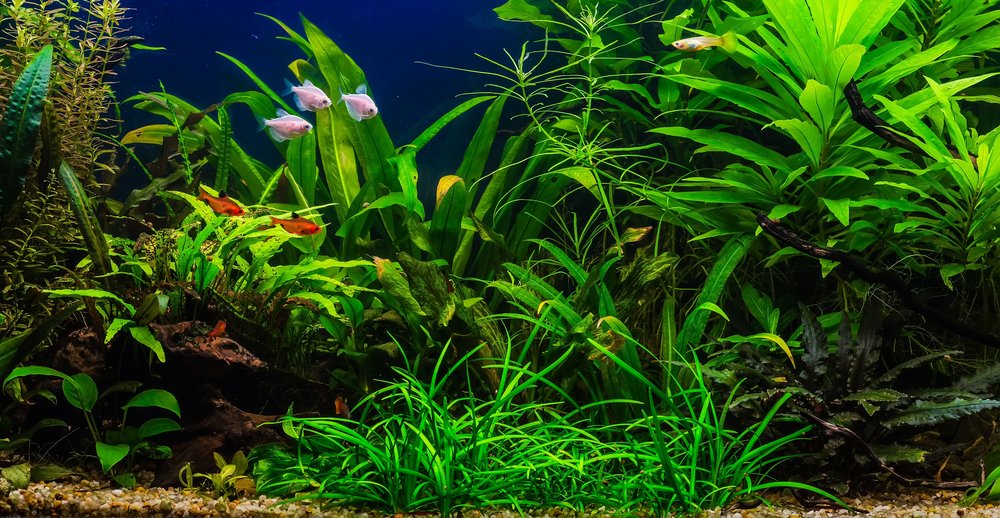 Wie Wasserpflanzen im Aquarium gut wachsen