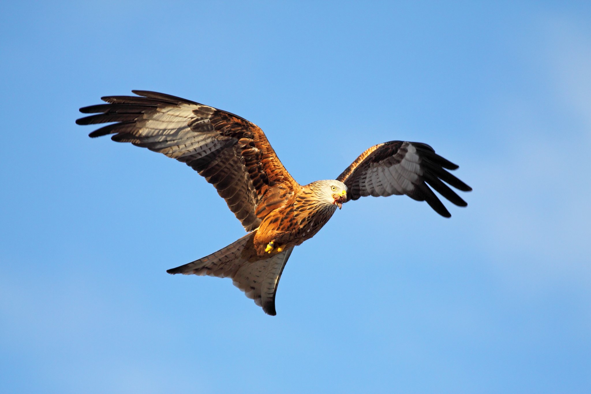 Der Rotmilan: Greifvogel im Aufwind