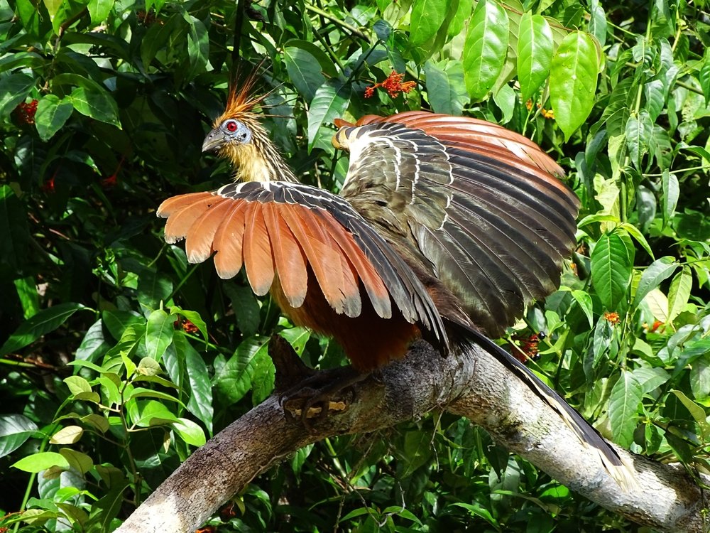 Eigentümlicher Vogel Südamerikas: Der Hoatzin