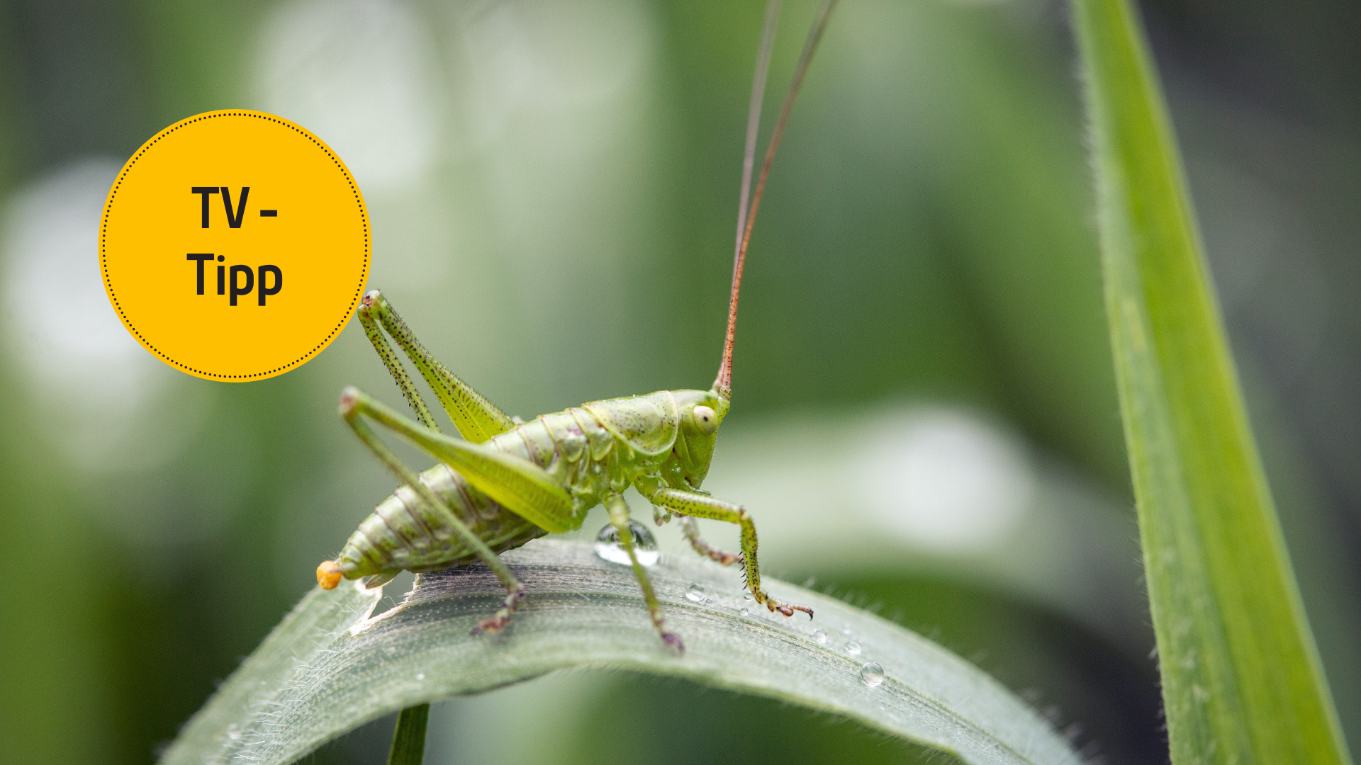 Insekten