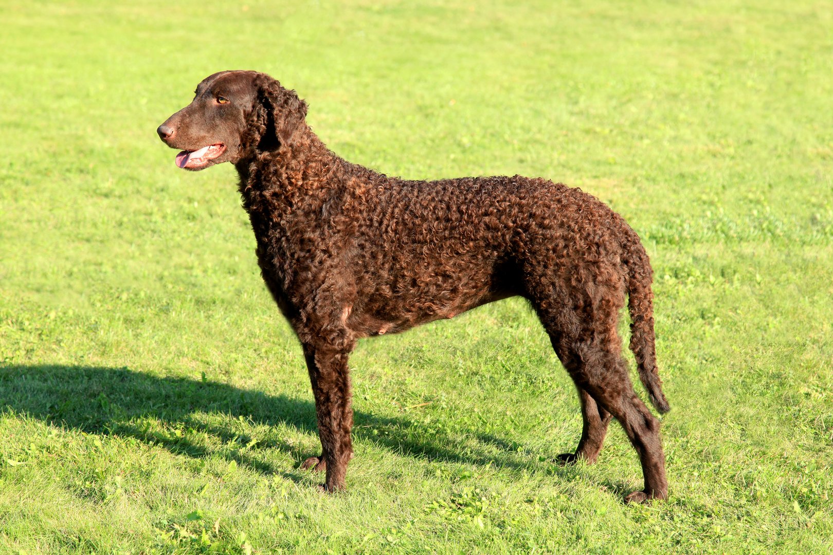 Curly Coated Retriever: Der lockige Allrounder mit Jagdinstinkt