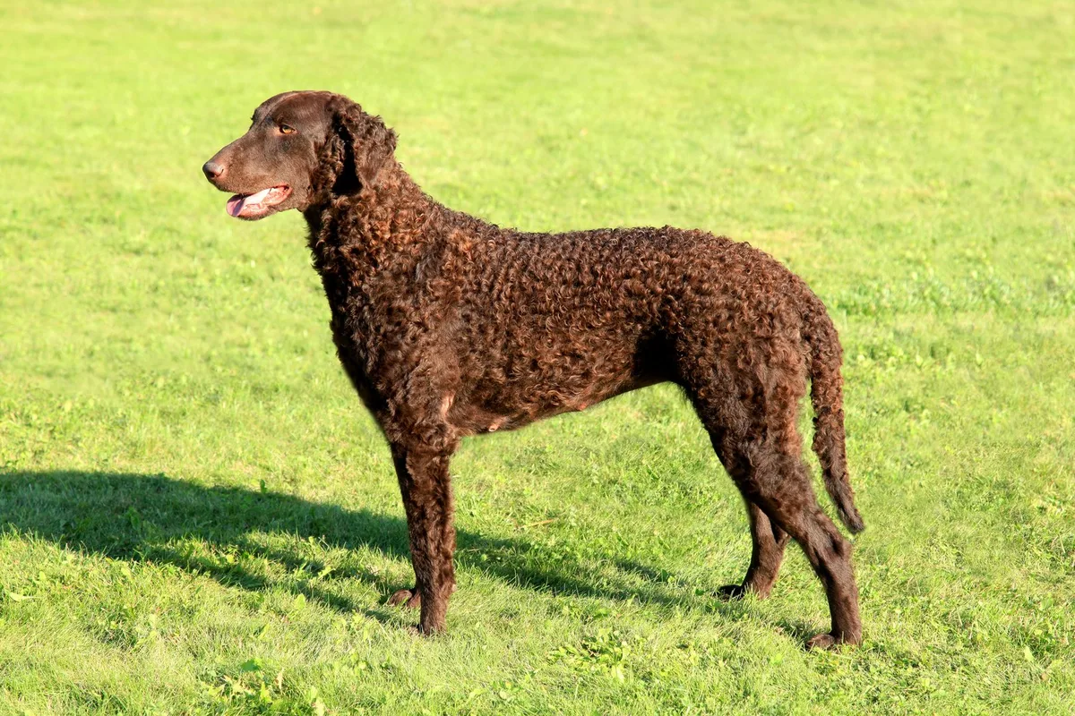 shutterstock_327552632 Curly Coated Retriever: Der lockige Allrounder mit Jagdinstinkt