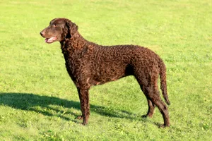 Das leberbraune oder schwarze Lockenfell schützt den Curly bei der Arbeit im Wasser und in dichtem Gelände.