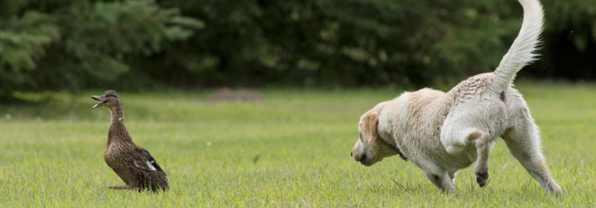 hund-jagd.jpg
