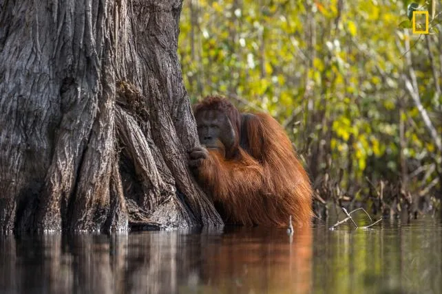 fe112c2c07d47a0a0d7604748e3e01d9342c011e 01-NGNP-GRANDPRIZE-1stPlace-Wildlife.jpg