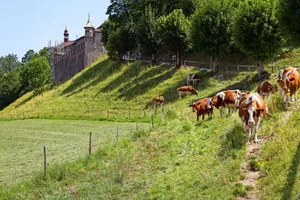 Die Region um das Städtchen Greyerz, am Fusse dessen Schlosses die Kühe hier weiden, spielte eine wichtige Rolle beim Siegeszug von Gruyère, Emmentaler und Co. rund um die Welt.