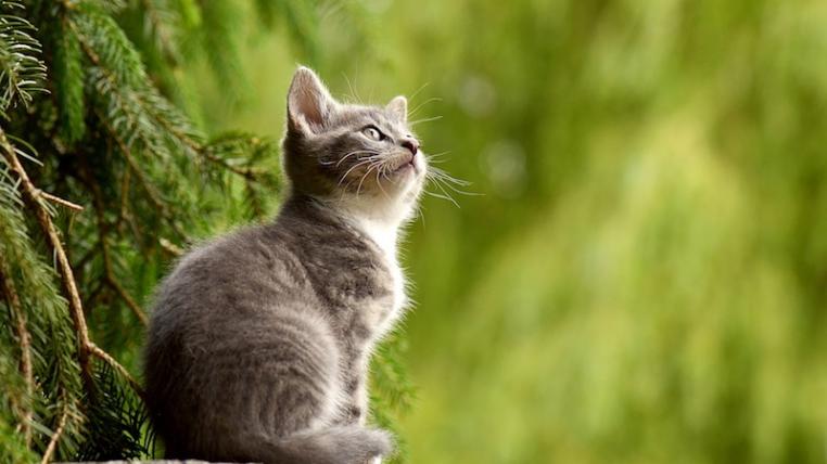 Katzen
