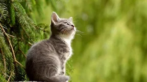 Der Welttiertag soll unter anderem zum Wohl der Katzen beitragen. Dazu lanciert der STS mit Partnern eine breit abgestützte Kampagne.