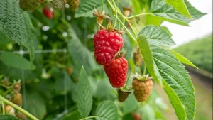 Himbeeren gehören zu den beliebtesten Schweizer Beeren.