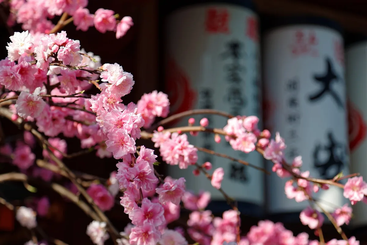 shutterstock_608848712 Was hat es mit den japanischen Kirschblüten auf sich?