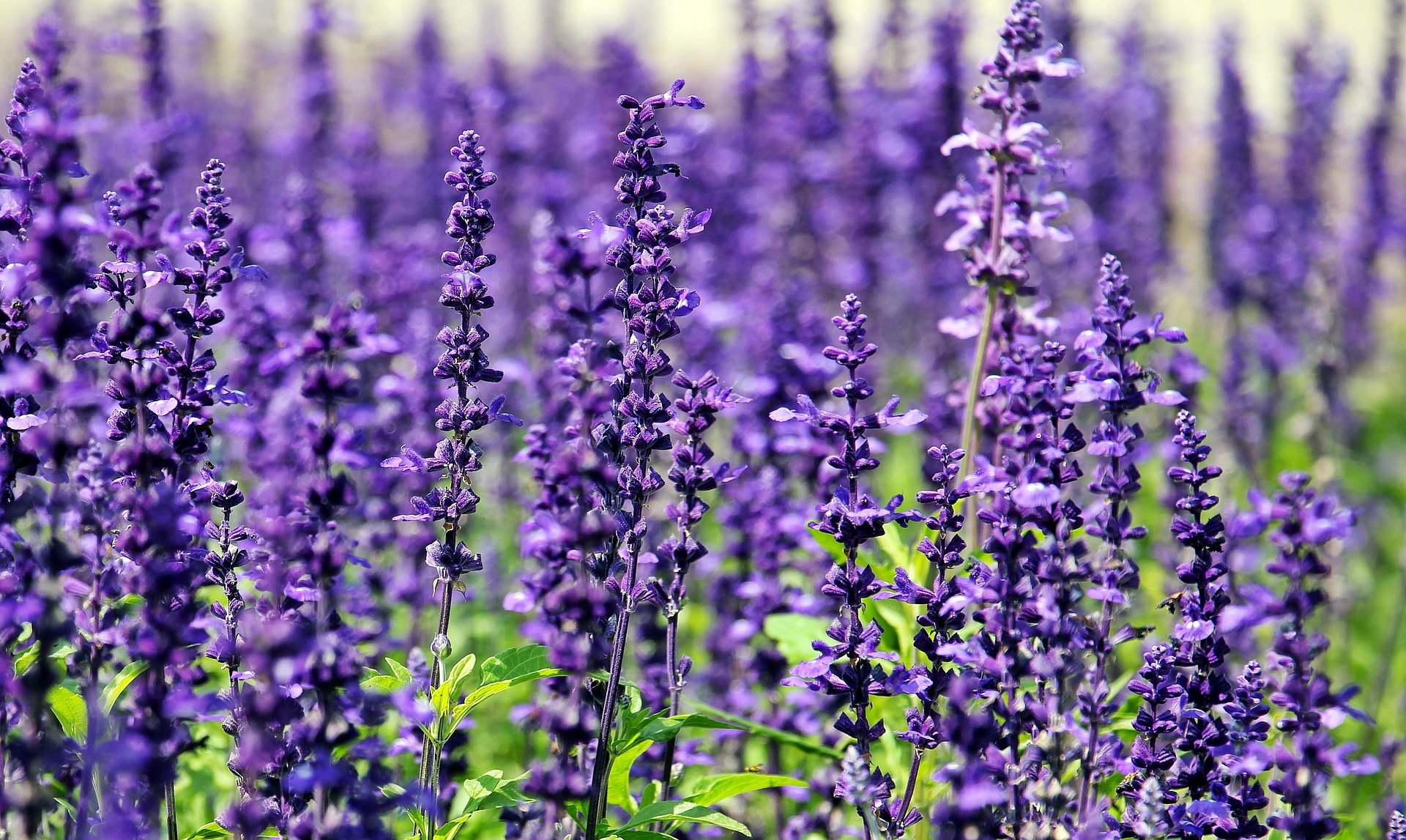 Lavendel beruhigt und lässt Stress verschwinden
