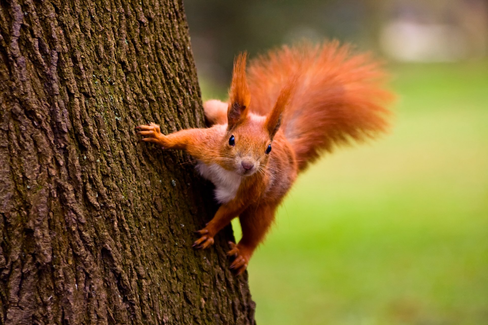 Das Eichhörnchen: Die buschigen Nagetiere aus dem Wald