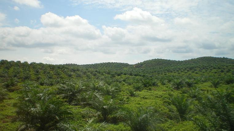 borneo.jpg