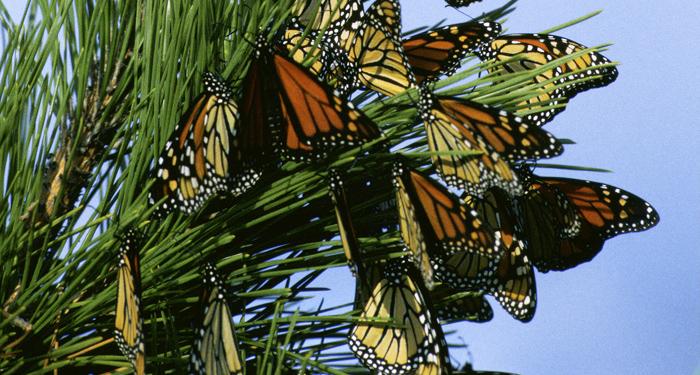 Monarch_butterfly_migration-USfishandwildlifeservice.jpg