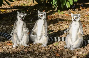 Die Kattas im Bioparc Genf baden gerne in der Sonne und schätzen Substrat, das Wärme abstrahlt.