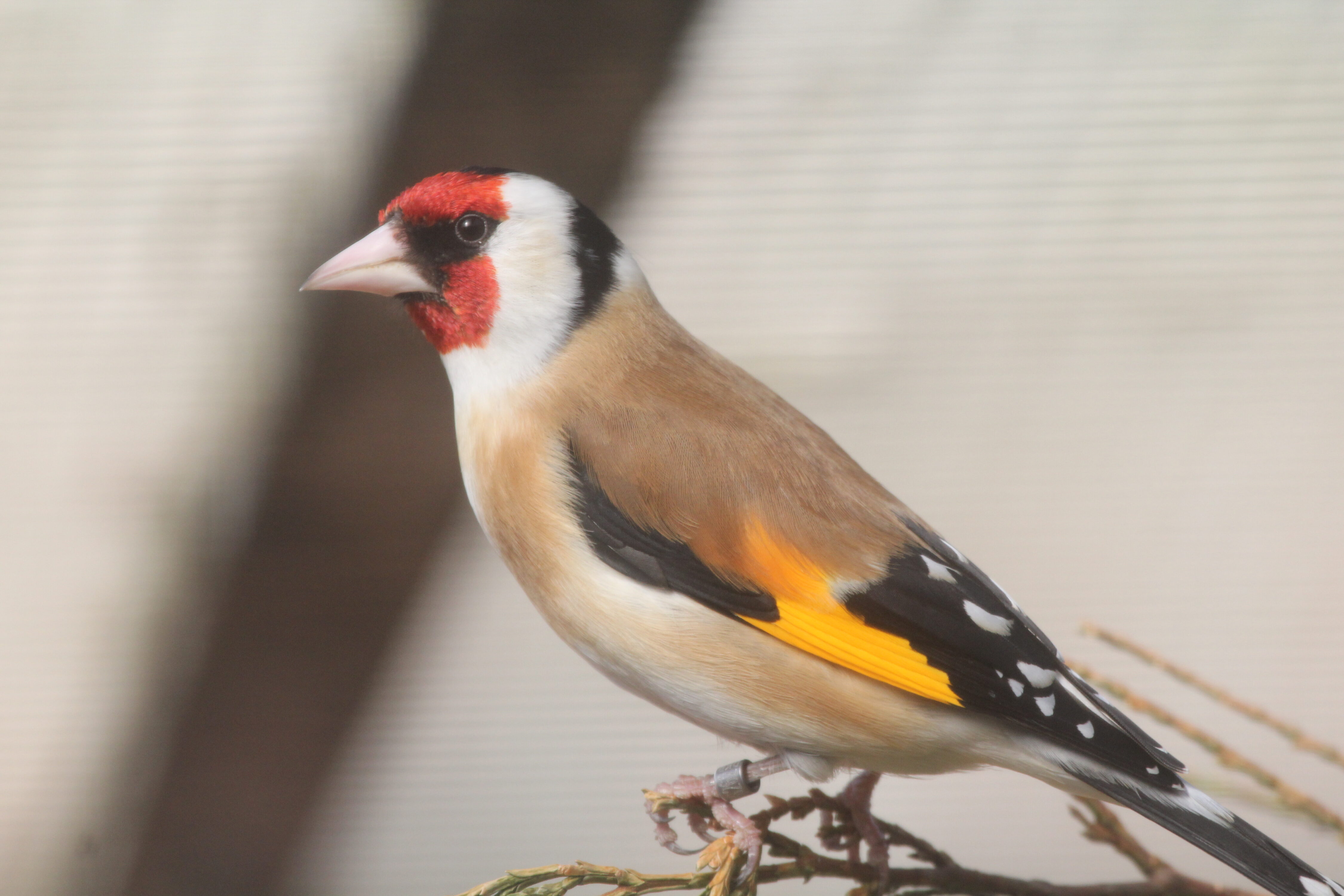 Die in der Vogelhaltung als Russischer Stieglitz bezeichnete Unterart ist genau gleich gefärbt wie die übrigen Unterarten, ist aber grösser als diese.