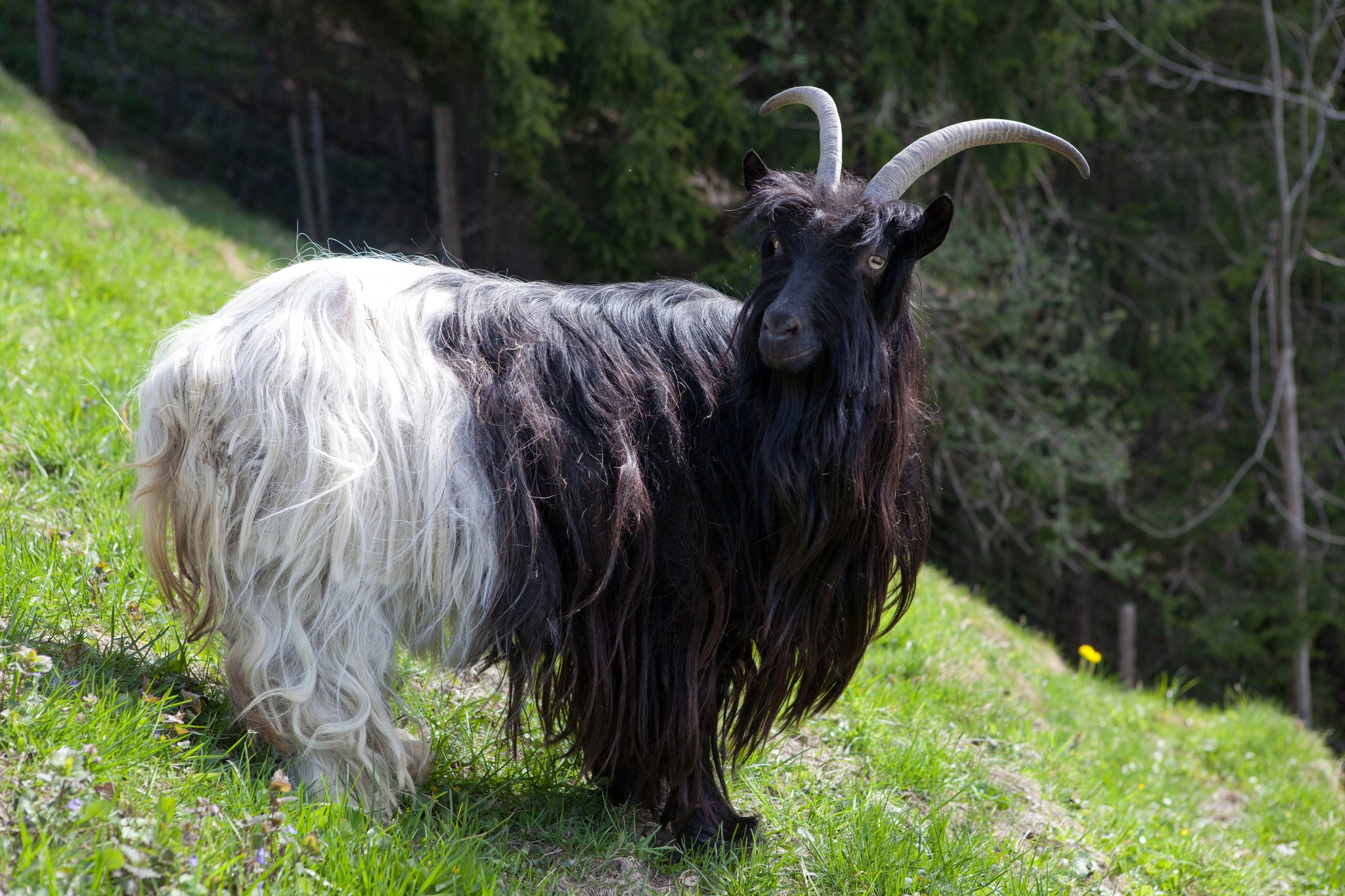 Die Walliser Schwarzhalsziege: Eine der ältesten Hausziegenrassen der Welt