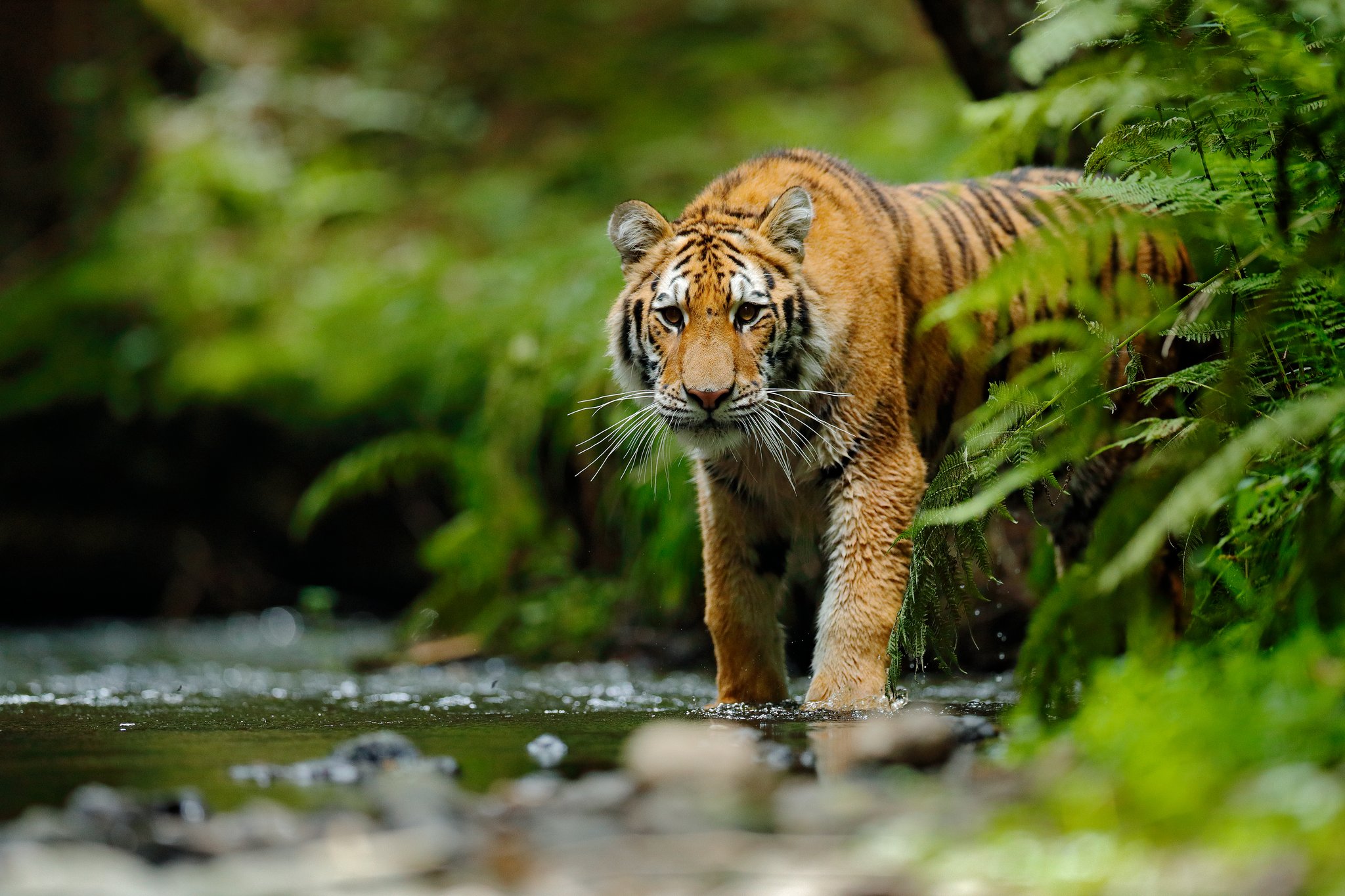 Warum sind Tiger orange?