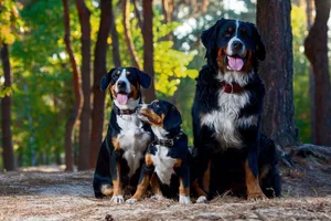 Ein Entlebucher (links) mit einem Welpen und ein Berner Sennenhund im Wald.