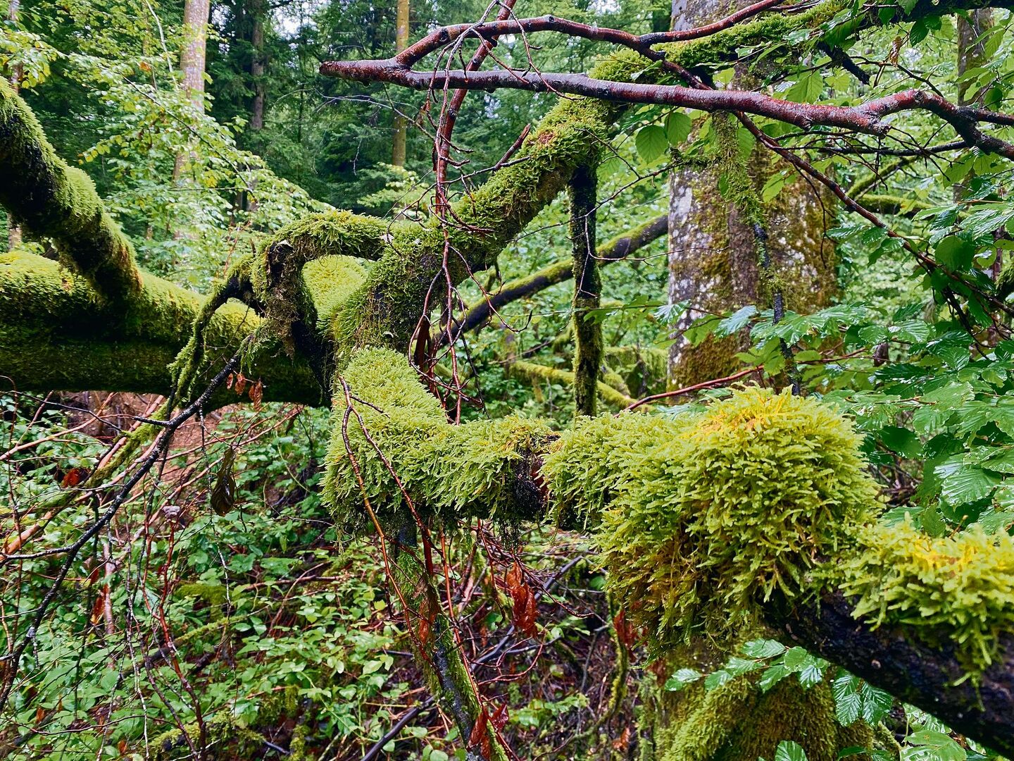 sihlwald