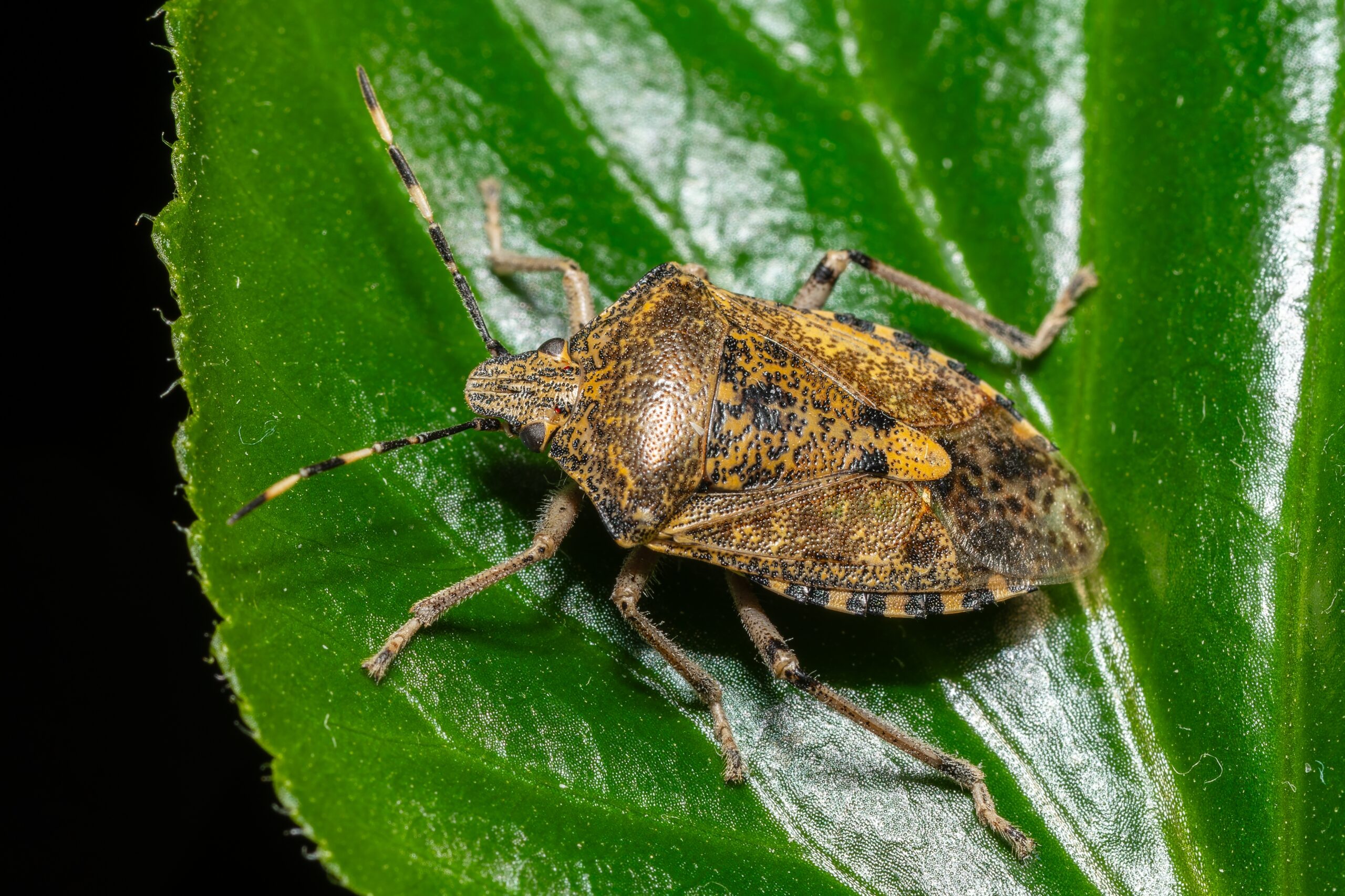 Wenn es draussen kälter wird, sucht die Graue Gartenwanze (Rhaphigaster nebulosa) ein geschütztes Winterquartier – und gelangt dabei auch in unsere Häuser.