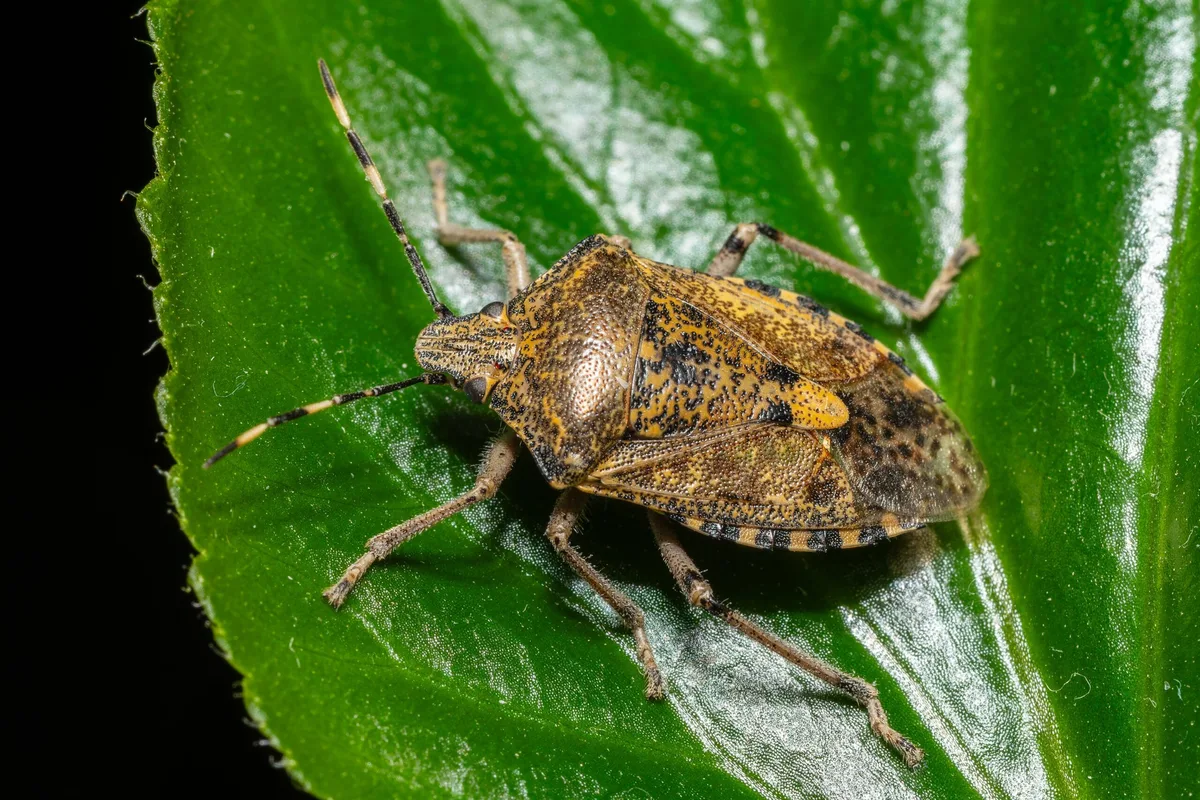 Rhaphigaster,Nebulosa,,The,Hazel,Bug,,Photographed,Indoors,During,Winter.,This Wenn es draussen kälter wird, sucht die Graue Gartenwanze (Rhaphigaster nebulosa) ein geschütztes Winterquartier – und gelangt dabei auch in unsere Häuser.