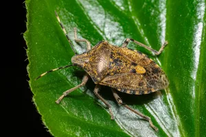 Wenn es draussen kälter wird, sucht die Graue Gartenwanze (Rhaphigaster nebulosa) ein geschütztes Winterquartier – und gelangt dabei auch in unsere Häuser.