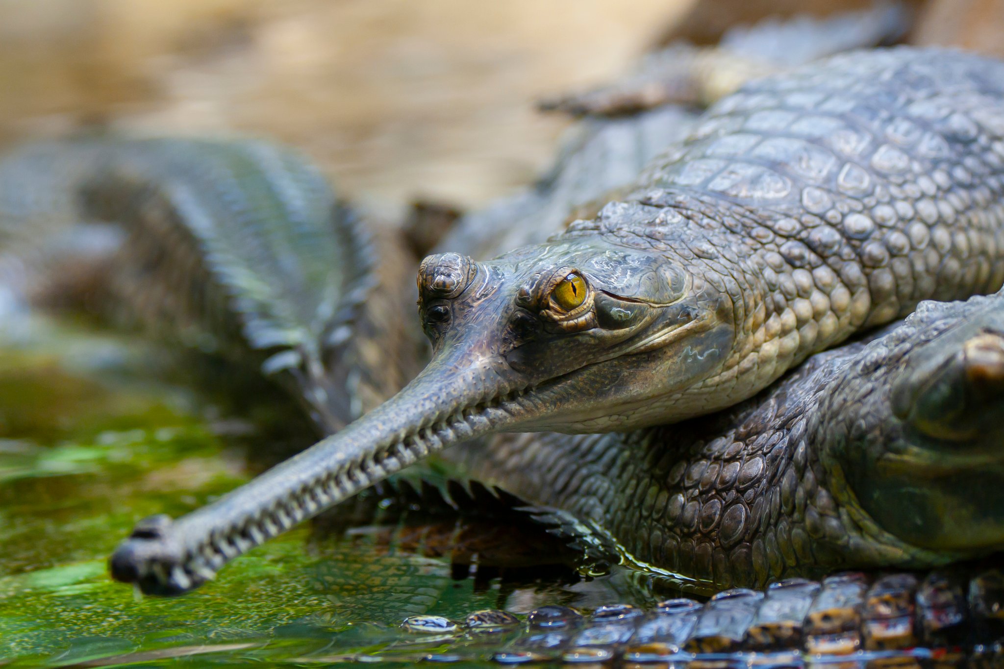 Der Gangesgavial: Krokodil mit schmaler Schnauze