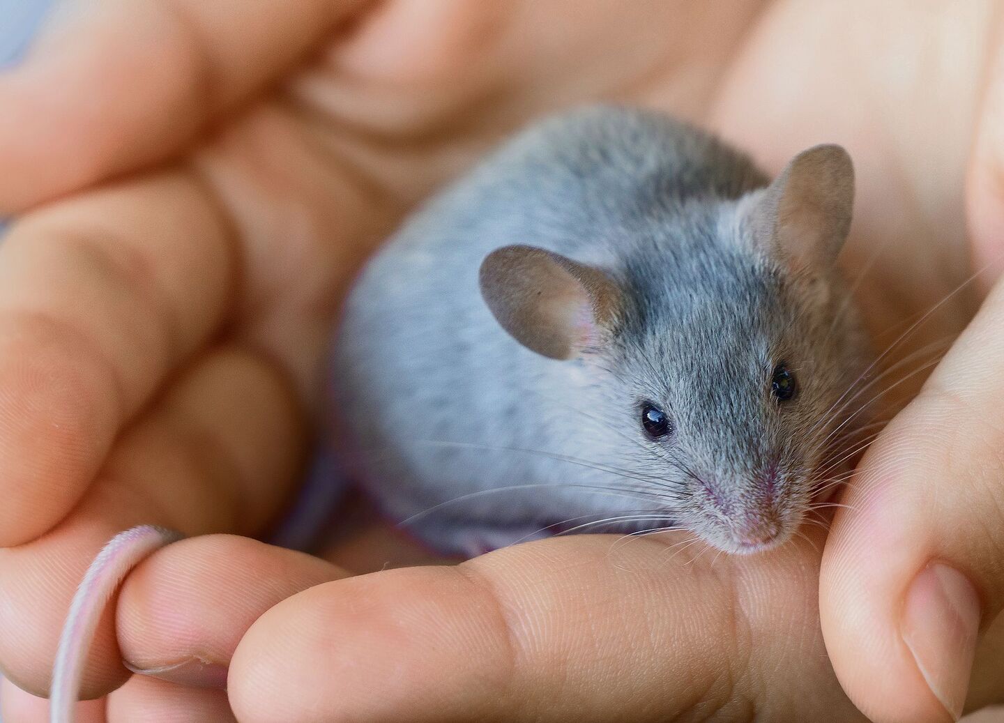 Farbmäuse verdanken ihren Namen ihrer enormen Farbenvielfalt.