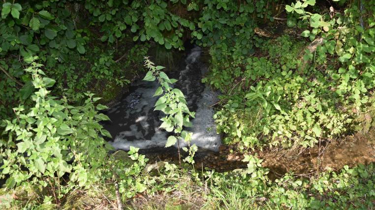 Gewässerverschmutzung in Muolen SG