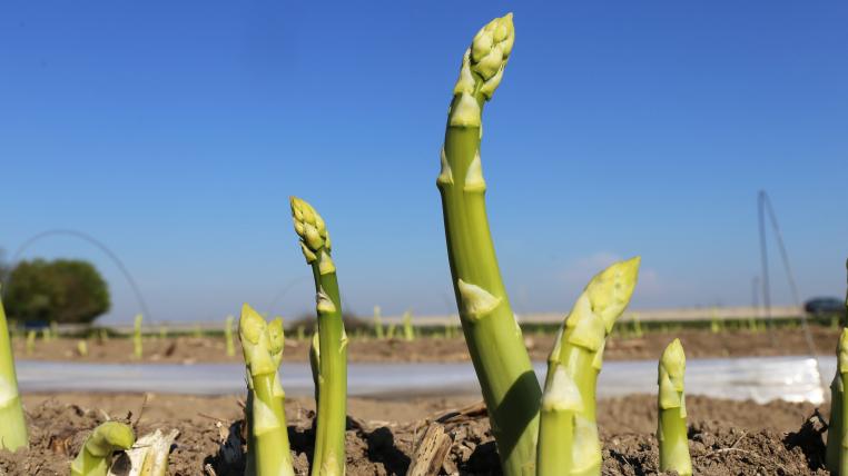 Spargel