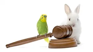 Mehr Rechte für die Tiere auf dem nationalen und internationalen Parkett: Dafür setzt sich der Verein GAL (Global Animal Law) ein.