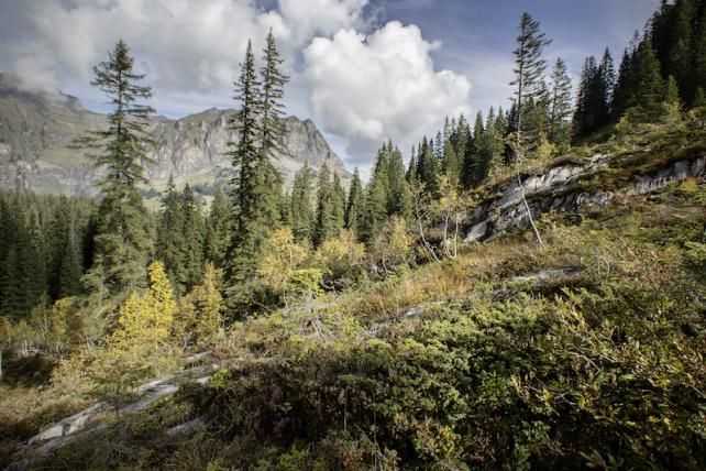 Urwälder in der Schweiz